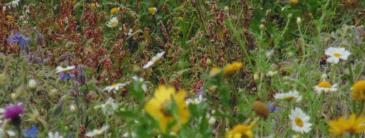 image of apple farm flowers