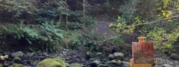 Image of trees