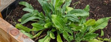 Image of woad plant