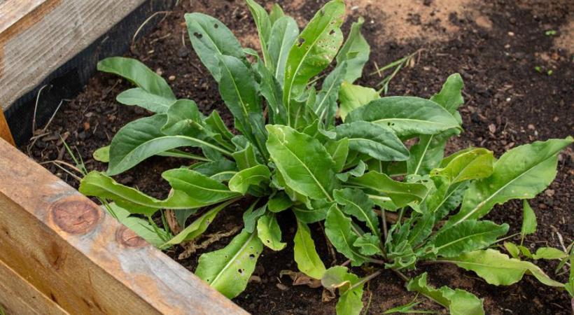 Image of woad plant
